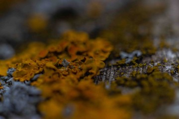 macro photo. yellow fungus caused by dampness on the tree.