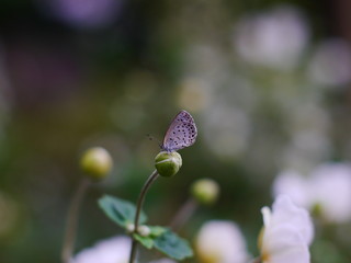 butterfly on flower