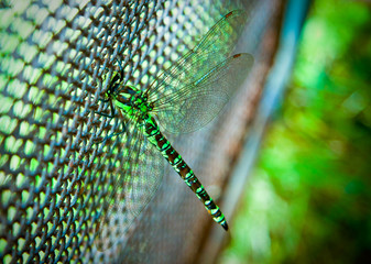 Dragonfly