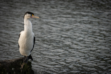 Pied Shag Sitting On a Rock in a Lake with Copy Space