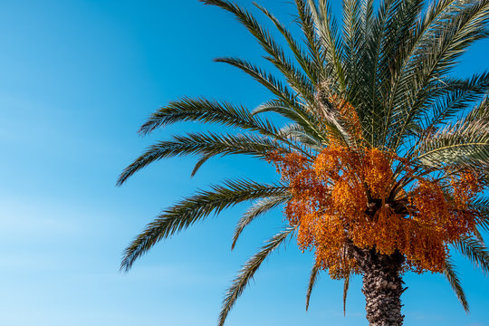 Palm tree, close photo of palm tree and palm fruit, sky is clean blue