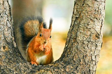 red squirrel on a tree