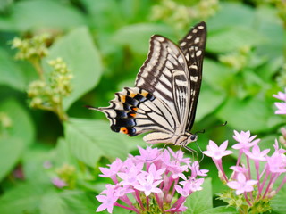 butterfly on flower