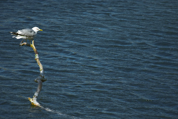 seagull on the water