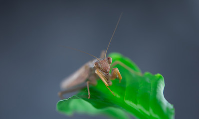 Insect hunter attacks. Mantis is a terrible monster of wildlife.