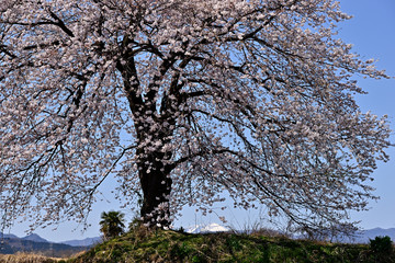 畑の中の一本桜と赤城山