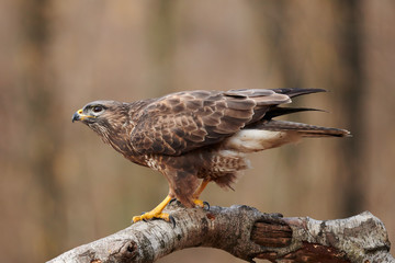 Buzzard (Buteo buteo(perched on a branch