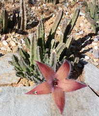 Starfish Cactus