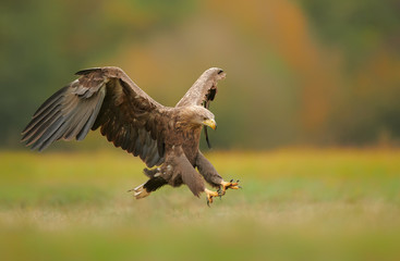 White tailed eagle (Haliaeetus albicilla) in autumn scenery