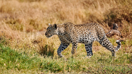 Young leopard  (Panthera pardus) walking.