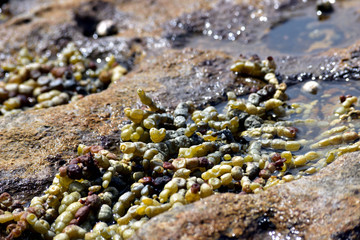 Native Neptune's necklace (Hormosira banksii) 