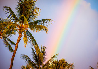 Hawaii Palm Tree Sunset - 297204125