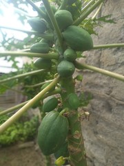 tropical fruit on the tree