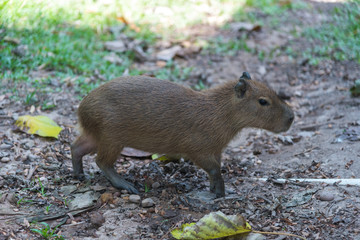 Little chigüiro walking in a park in Colombia.