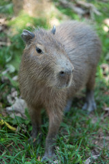 Chiguiro close-up in a park in Colombia