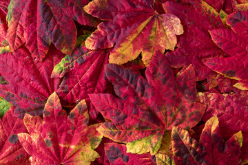 Fall nature background of patterned fall maple leaves, red, green, red, orange, and yellow