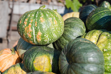 Pumpkin close-up. Multi-colored pumpkin in a heap. Autumn harvest. Big pumpkin.