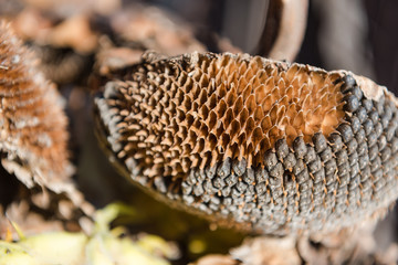 Dry sunflower Collect the seeds. Agriculture. Dry sunflower seeds.