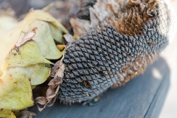 Dry sunflower Collect the seeds. Agriculture. Dry sunflower seeds.