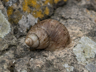 Snails in their natural habitat