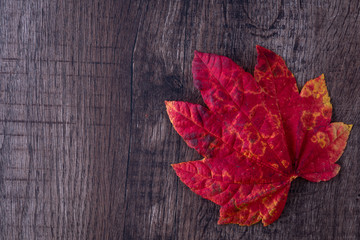 Naklejka na ściany i meble Patterned fall red and yellow maple leaf on a dark wood background