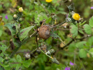 Obraz premium Snails in their natural habitat