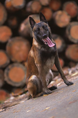 Young Belgian Shepherd dog Malinois sitting outdoors on an asphalt near cut trees in autumn