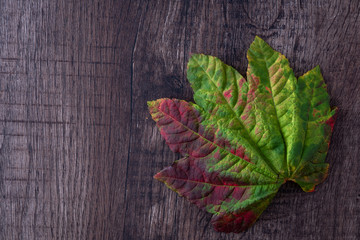 Patterned fall green and red maple leaf on a dark wood background