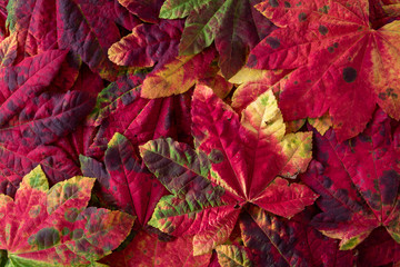 Fall nature background of patterned fall maple leaves, red, green, red, orange, and yellow