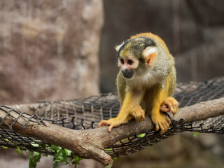 Naklejka na ściany i meble Saimiri monkey in the zoo