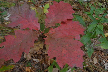 autumn leaves on green grass