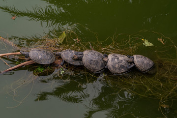 Fototapeta na wymiar The life of the river turtles