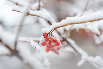 Mountain ash in the snow. Red berry closeup. Berry under the snow. Winter weather.