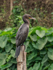 A specimen of a double crested cormorant