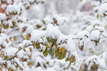 Shrubs under the snow. Snow. Green leaves in the snow. Cold weather.