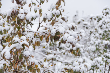 Shrubs under the snow. Snow. Green leaves in the snow. Cold weather.