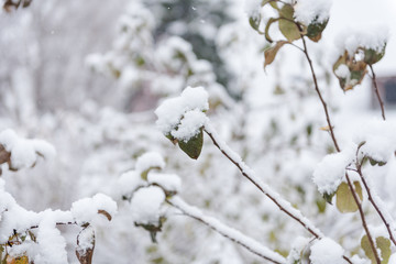 Shrubs under the snow. Snow. Green leaves in the snow. Cold weather.