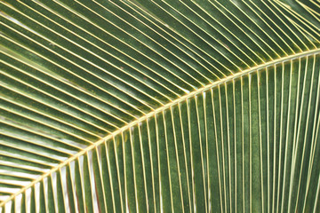 Palm branch close-up. Striped abstraction of foliage on a palm branch. Macro background from a tropical green branch.