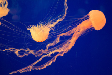 Hermosas medusas naranja nadando