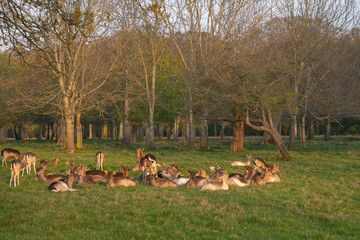 Great Deer (Cervus Elaphus) and whitetail deer on a meadow, eating grass and resting