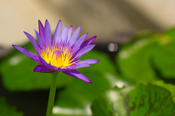 Purple lotus flower with green leaves in the open air outdoors on a sunny day. Close-up purple flower with sharp petals.