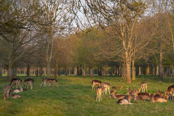 Naklejka na ściany i meble Great Deer (Cervus Elaphus) and whitetail deer on a meadow, eating grass and resting