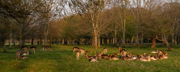 Great Deer (Cervus Elaphus) and whitetail deer on a meadow, eating grass and resting