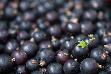 Berries of black currant in bulk. Background of black currant berries with a small green leaf close-up.