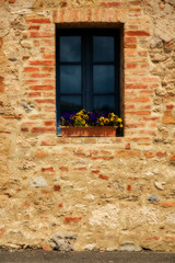 Fototapeta na wymiar Window Flowers