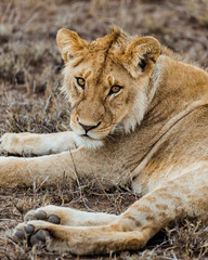 Lion