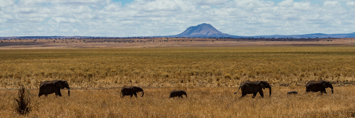 Elephants walking in Tanzanian backdrop