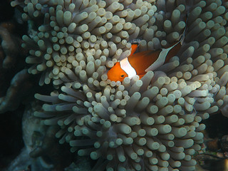 Clownfish getting a heavenly rest on the anemone with a lightray trhough the seawater