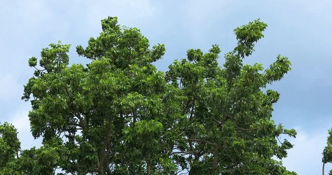 tree in the wind with dark cloud
