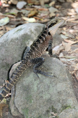 Australian Water Dragon Itellagama lesueurii Lizard Sitting on a Rock